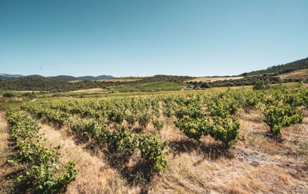 Vente Terrain Viticole bio - bâtiment agricole Cascastel-des-corbieres   
