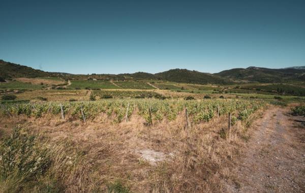 Vente Terrain Viticole bio - bâtiment agricole Cascastel-des-corbieres   