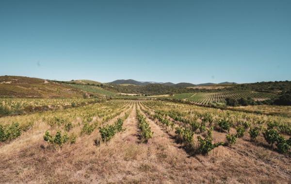 Vente Terrain Viticole bio - bâtiment agricole Cascastel-des-corbieres   