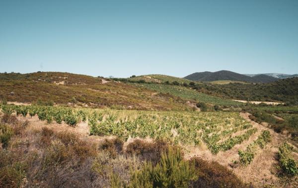 Vente Terrain Viticole bio - bâtiment agricole Cascastel-des-corbieres   