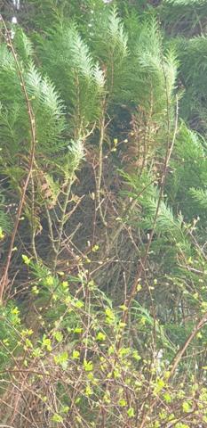 Terrain à Batir à vendre à Plougonvelin dans le Finistère (29217), ref : 29058-1678