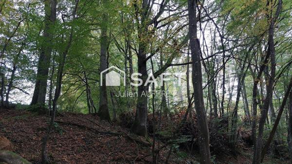 Parcelle Bois