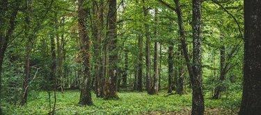 Terrain de loisirs - Bois - Etang à vendre à Ciry-le-Noble en Saône-et-Loire (71420), ref :