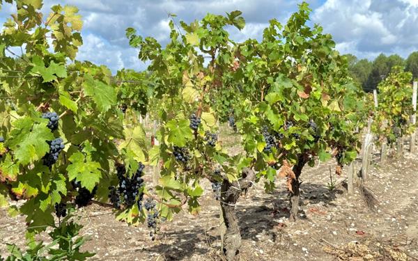 Terrain à vendre    Listrac-Médoc