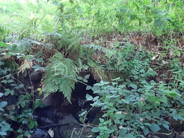 Terrain de loisirs de 9 773 m²