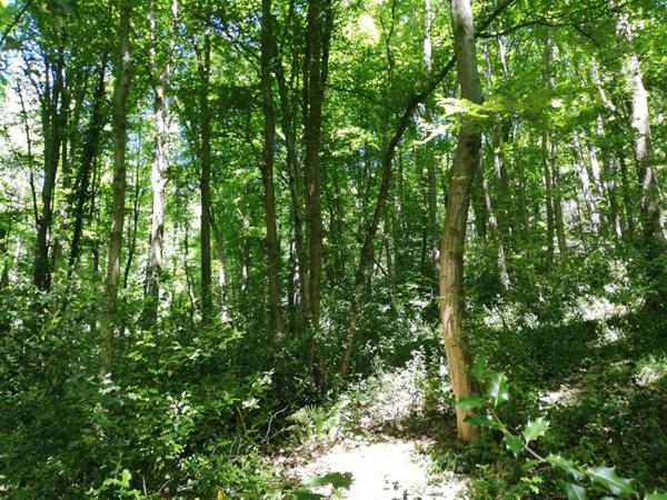 Terrain boisé 8000 m2