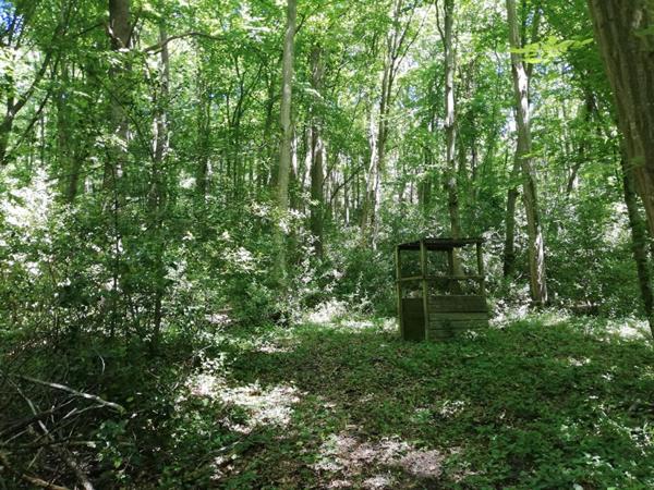 Terrain boisé 8000 m2