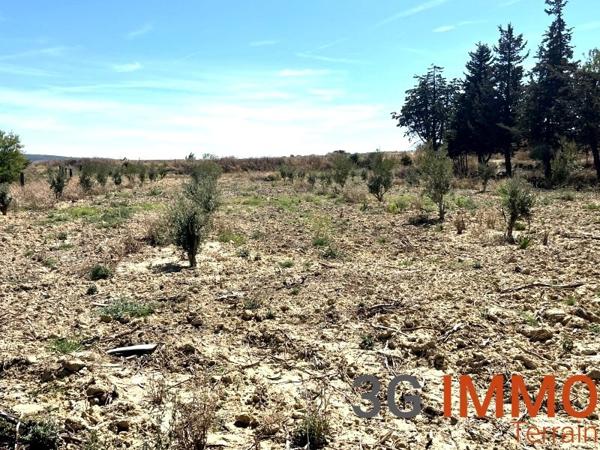 Vente / Terrain agricole
