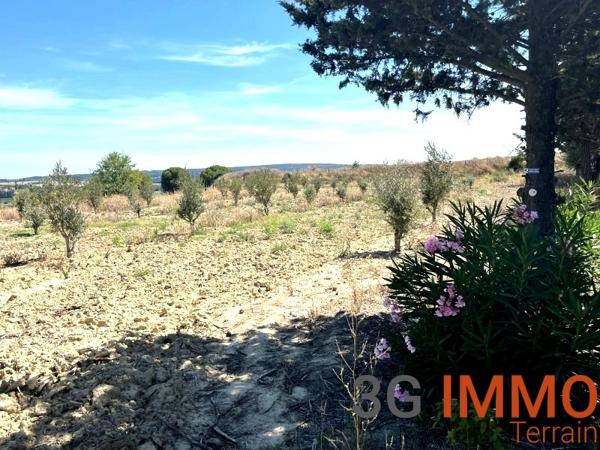 Vente / Terrain agricole