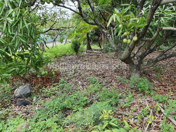 TERRAIN 340m2 plat, borné,TAMPON