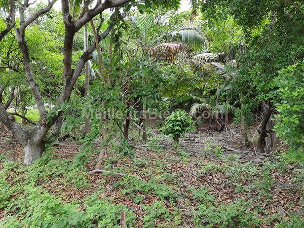 TERRAIN 340m2 plat, borné,TAMPON