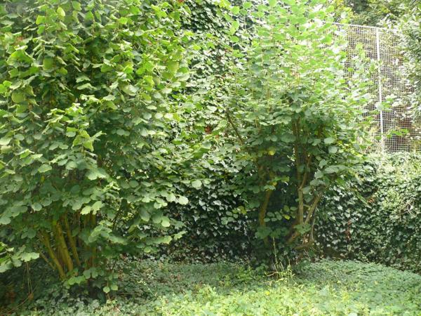 Achat - Maison Dinan 22100 6 pièces 90 m 2 180 m 2