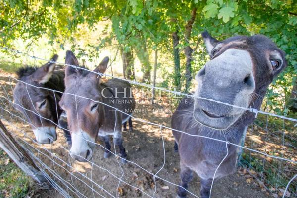 La vieille ferme avec ses granges, 3 ânes et 35 hectares de terrain.