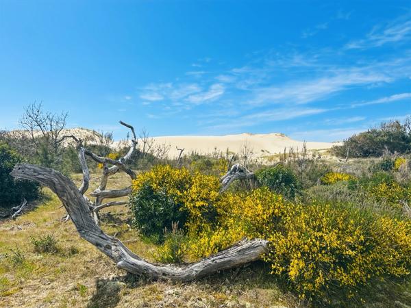 À vendre : Un HAVRE DE PAIX dans la pinède, à LACANAU OCEAN (33)