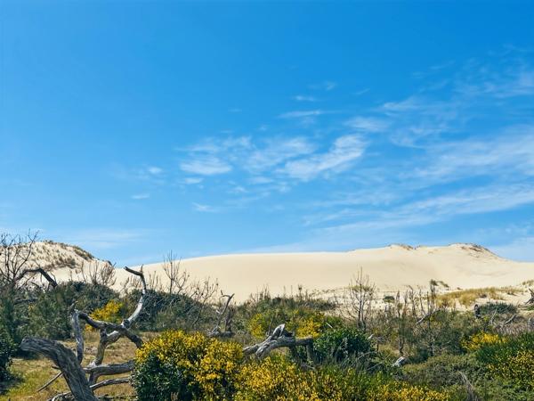 À vendre : Un HAVRE DE PAIX dans la pinède, à LACANAU OCEAN (33)