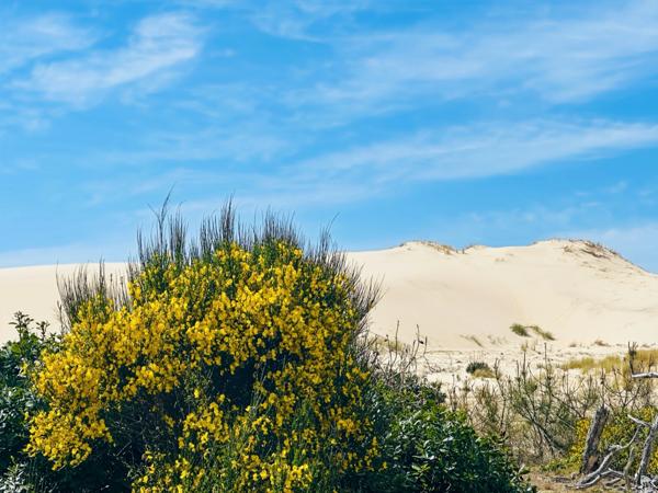 À vendre : Un HAVRE DE PAIX dans la pinède, à LACANAU OCEAN (33)