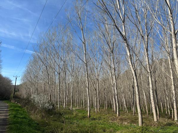 Opportunité de revenus immédiats