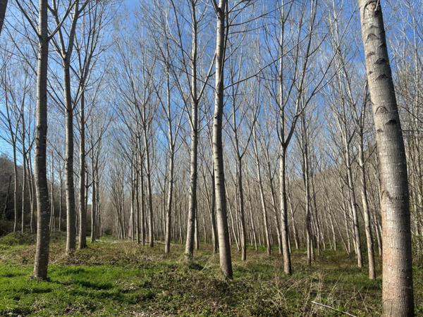 Opportunité de revenus immédiats