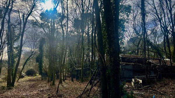 Superbe Terrain Boisé ( Landes ) - Idéal pour Loisirs et Nature