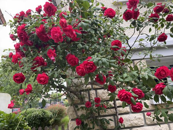 L'Haÿ-les-Roses (94240) Maison divisible de 183 m2 sur Terrain de 755 m2. 2 entrées distinctes