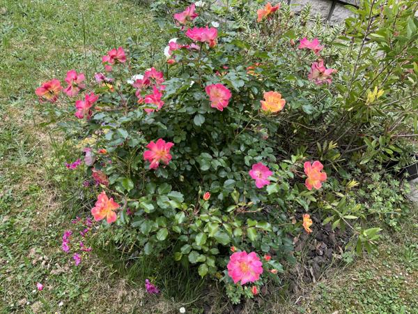 L'Haÿ-les-Roses (94240) Maison divisible de 183 m2 sur Terrain de 755 m2. 2 entrées distinctes