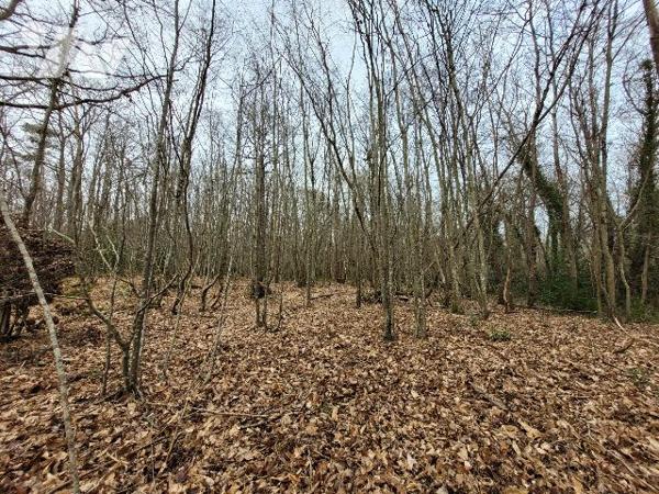 PARCELLES DE BOIS