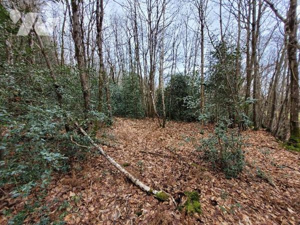PARCELLES DE BOIS