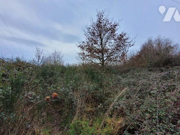 PARCELLES DE BOIS