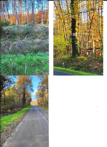 Super zone forestière !