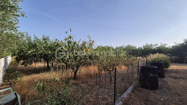 Là où la nature devient un art de vivre…
Il existe des lieux qui ne se racontent pas… ils se vivent.

À l'abri des regards, au cœur d'un environnement préservé, ce superbe mas de caractère d'environ 170 m², implanté sur une parcelle agricole entièrement clôturée, offre un cadre de vie tout simplement exceptionnel.
Dès votre arrivée, le charme opère.
Le portail s'ouvre sur une majestueuse allée bordée d'une vingtaine d'oliviers centenaires, comme un chemin menant vers un lieu hors du temps.

La maison dévoile ensuite de beaux volumes baignés de lumière.
Le vaste hall d'entrée dessert une élégante pièce de vie où la cheminée devient naturellement le cœur de la maison. Les larges ouvertures prolongent l'espace vers une terrasse de près de 40 m², véritable balcon sur la nature, offrant une vue imprenable sur le massif des Albères.
À côté, un salon plus intimiste invite à la lecture, aux soirées d'hiver ou simplement à profiter du calme environnant.
La cuisine indépendante, ouverte elle aussi sur la terrasse, permet de partager des repas en famille ou entre amis dans un décor digne d'une carte postale.
Le rez-de-chaussée accueille également trois chambres avec placards, une salle d'eau ainsi qu'un toilette indépendant.

À l'étage, trois nouvelles chambres complètent l'ensemble, dont une pouvant devenir un magnifique bureau, un atelier d'artiste ou une suite selon vos envies.
Sa terrasse privative offre un panorama absolument saisissant, où les Albères semblent s'inviter chaque matin à votre fenêtre.

À l'extérieur, la propriété continue de dévoiler toute sa singularité.
Un verger généreux, un potager cultivé en agriculture biologique, un poulailler, un pigeonnier, une cave à vin, un garage de 28 m² ainsi que de vastes espaces permettant de stationner de nombreux véhicules viennent compléter ce lieu pensé pour les amoureux d'espace et d'authenticité.
Mais ce qui rend cette propriété véritablement unique se découvre un peu plus loin…
Attenante au mas, une magnifique forêt privée de chênes, classée en zone naturelle, vous appartient.
Ses chemins, soigneusement entretenus, invitent à la promenade.
Vous y découvrirez deux grottes, dont une entièrement naturelle, ainsi qu'un accès direct à la rivière Le Tech.
Un privilège rare.
Un environnement sauvage, préservé et profondément apaisant où la nature s'exprime dans toute sa splendeur.

Les prestations
• Climatisation réversible
• Cheminée
• Garage de 28 m²
• Cave à vin
• Fosse septique
• Canal d'irrigation
• Arrosage goutte-à-goutte et asperseurs
• Poulailler
• Pigeonnier
• Nombreuses possibilités de stationnement
. 9411 m2 de terrain au total

Pour une parfaite transparence, un dossier complet d'expertises concernant la forêt et sa sécurité a été réalisé par un expert mandaté par les assurances et sera remis aux futurs acquéreurs.

Cette propriété ne s'adresse pas à ceux qui cherchent simplement une maison.
Elle séduira ceux qui recherchent un art de vivre. idéale pour une famille en résidence principale ou secondaire.
Un lieu où l'on reçoit sa famille sous les oliviers, où l'on cueille les fruits du verger, où l'on emprunte un sentier privé jusqu'à la rivière, et où chaque journée rappelle combien la nature est un luxe.
Une propriété confidentielle, authentique et profondément inspirante.

Je reste à votre disposition pour toutes informations.