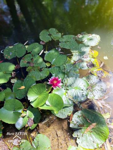 Propriété à vendre 11 pièces CELLES SUR BELLE (79)