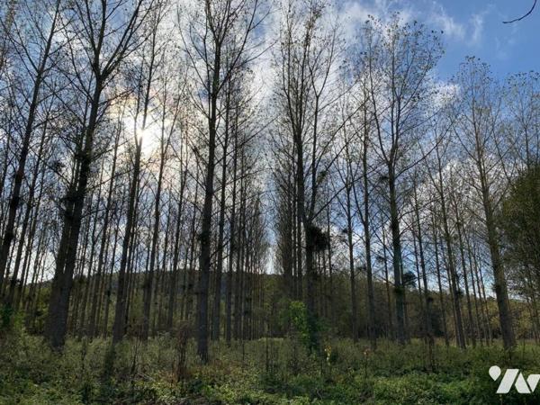 Peupleraie de 8,8ha