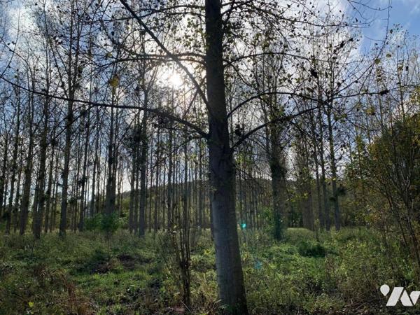 Peupleraie de 8,8ha