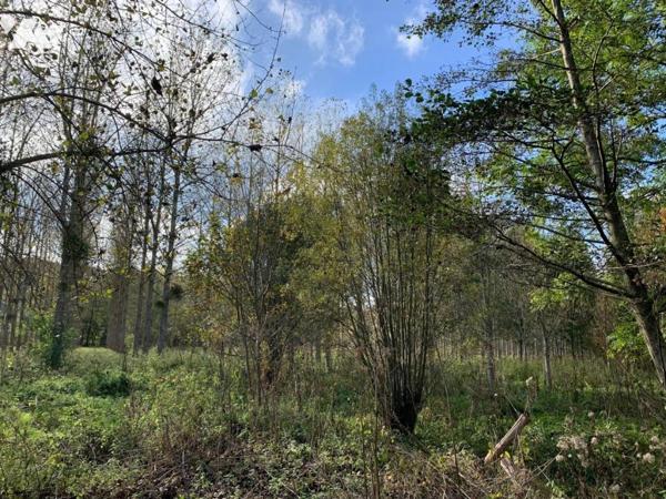 Peupleraie de 8,8ha