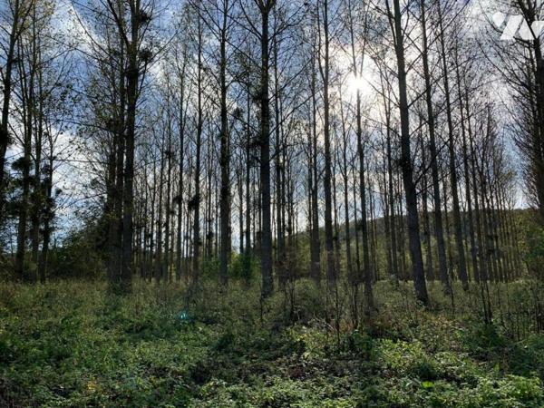 Peupleraie de 8,8ha
