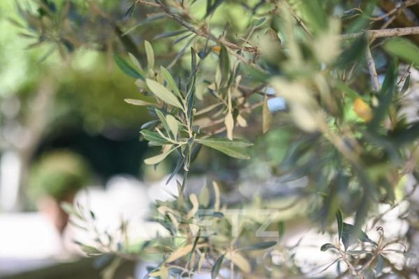 Domaine événementiel en Provence – Mas de caractère proche des Alpilles