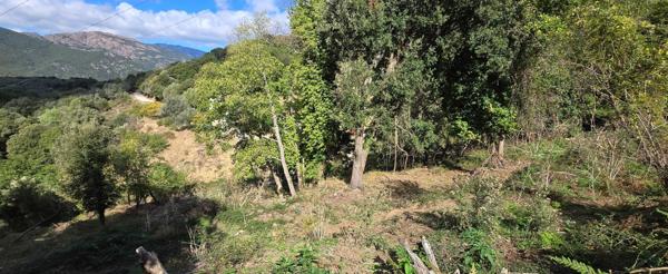 A SAISIR TERRAIN CONSTRUCTIBLE - OLMICCIA