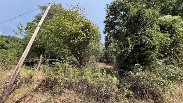 A SAISIR TERRAIN CONSTRUCTIBLE - OLMICCIA