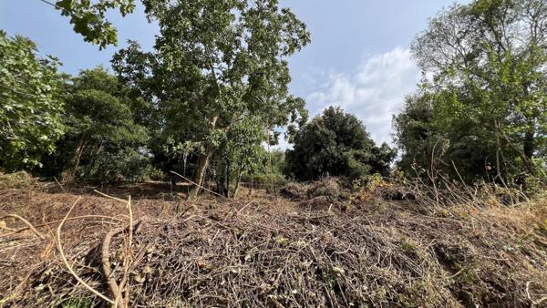 A SAISIR TERRAIN CONSTRUCTIBLE - OLMICCIA