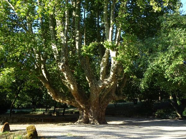 Forcalquier – Ancien moulin rénové 390 m² – 4 gîtes – parc 1,3 ha avec source naturelle, Provence, Haute-Provence
