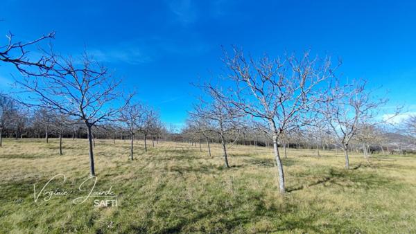 Verger de noyers – 9 002 m²