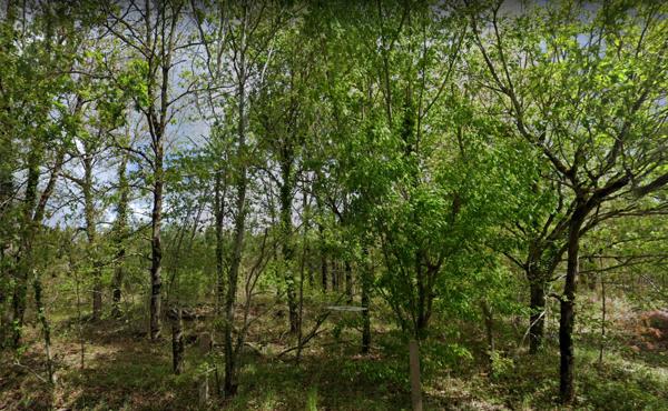 Domaine forestier Moustey