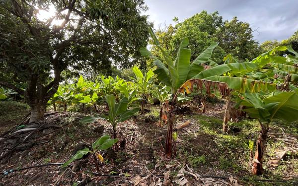 Terrain à vendre    Saint-Pierre