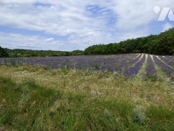Magnifique propriété de prestige avec vue dominante, située à qq minutes de GRIGNAN au calme