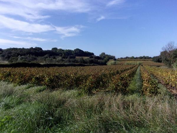 Terrain de loisirs Saint Pons De Mauchiens 2300 m2, 16990