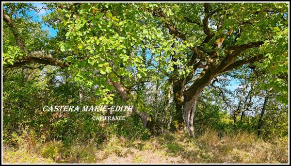 Propriete à vendre-Maison 7 pièces + bâtiments- 85,61 HECTARES proche de VIC FEZENSAC (32)