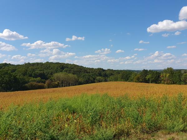 EXCLUSIVITE ! VIRAZEIL 13HA DE TERRES DRAINEES D'UN SEUL TENANT