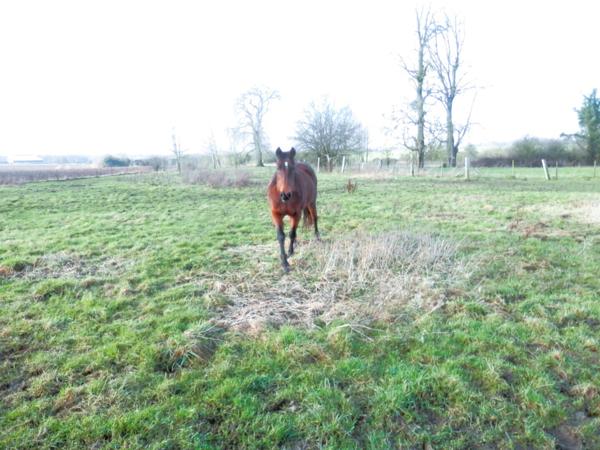 MAISON Picarde avec Pâture et Dépendance à 15mn d'AMIENS Z.I.