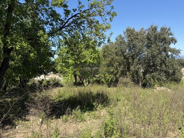 Vente                                                      Terrain
                        
                                         1006 m2                     à Lucciana