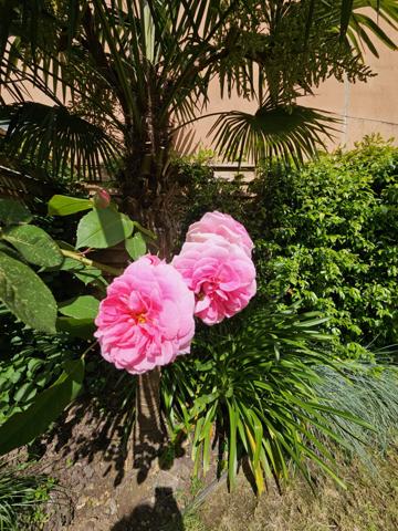 Malakoff (92240) MAISON DE CHARME A MALAKOFF (PROCHE VANVES ET PARIS)